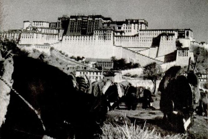 Loaded yaks before the Potala Palace
