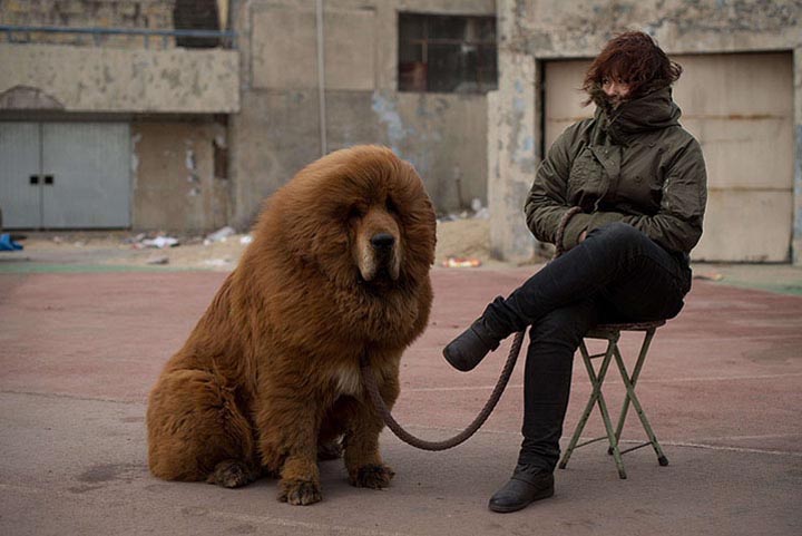 A Tibetan mastiff dog is displayed for sale at a mastiff show in Baoding, China