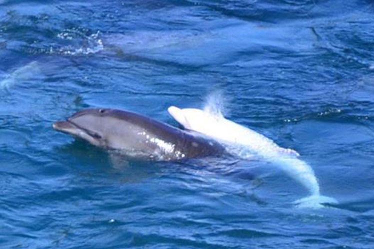 An albino dolphin calf with its mother before it was captured by Japanese fishermen in the shallows of Taiji Cove, South of Osaka, on 21 January 2014.