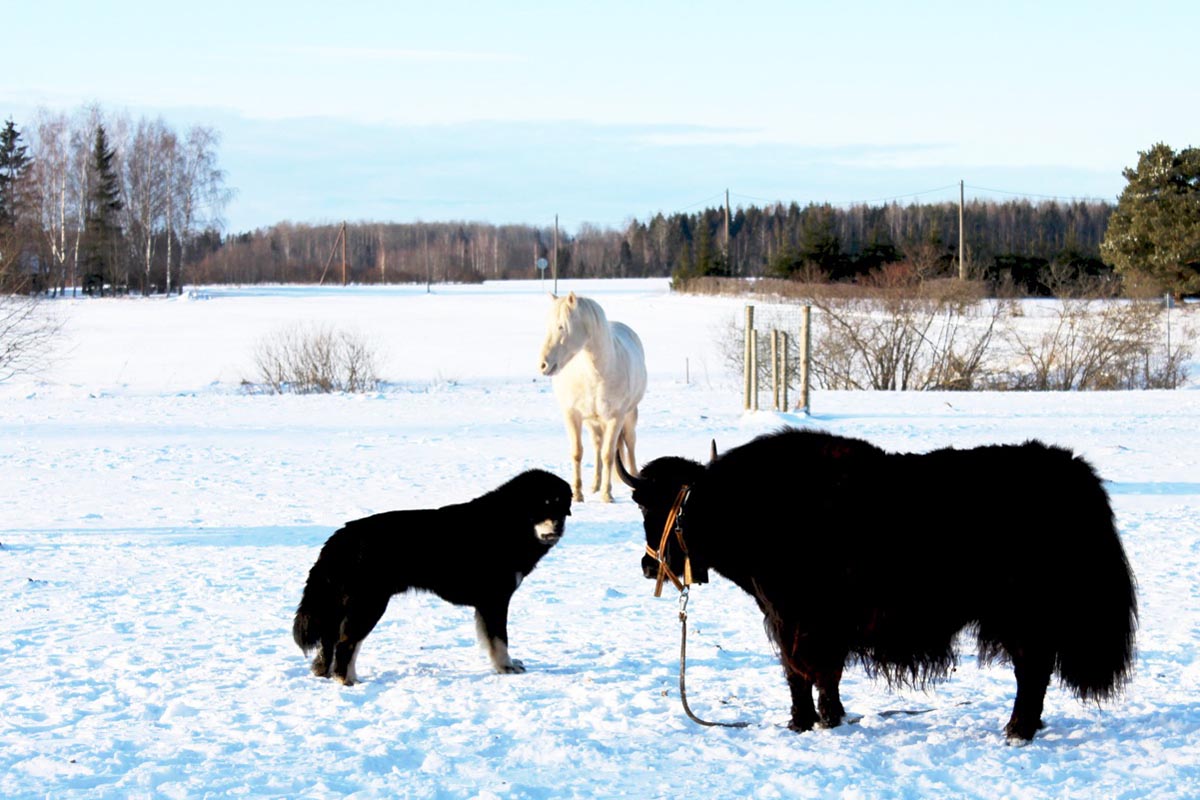 A Tibetan Yak, a Tibetan mastiff and a native Estonian horse on the range of owner Roy Strider in Estonia.