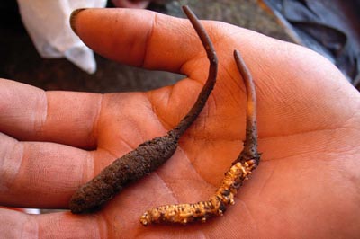 The famous caterpillar fungus, Yartsa Gunbu or 