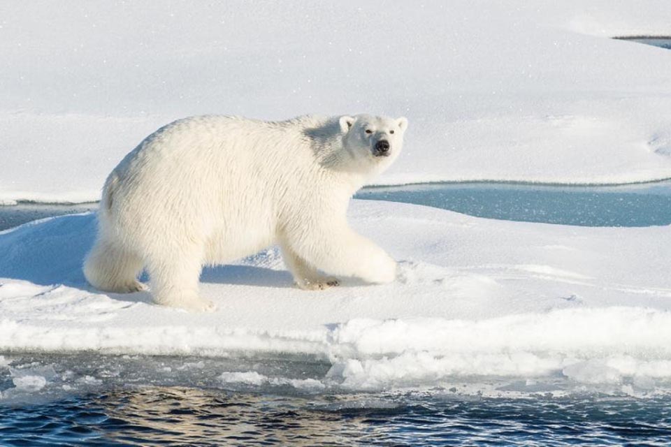 Scientists warn that unless action is taken soon, the earth will endure ever-worsening catastrophic events, such as rising sea levels from melting glaciers that will wipe out low-lying island nations and threaten species like the polar bear.