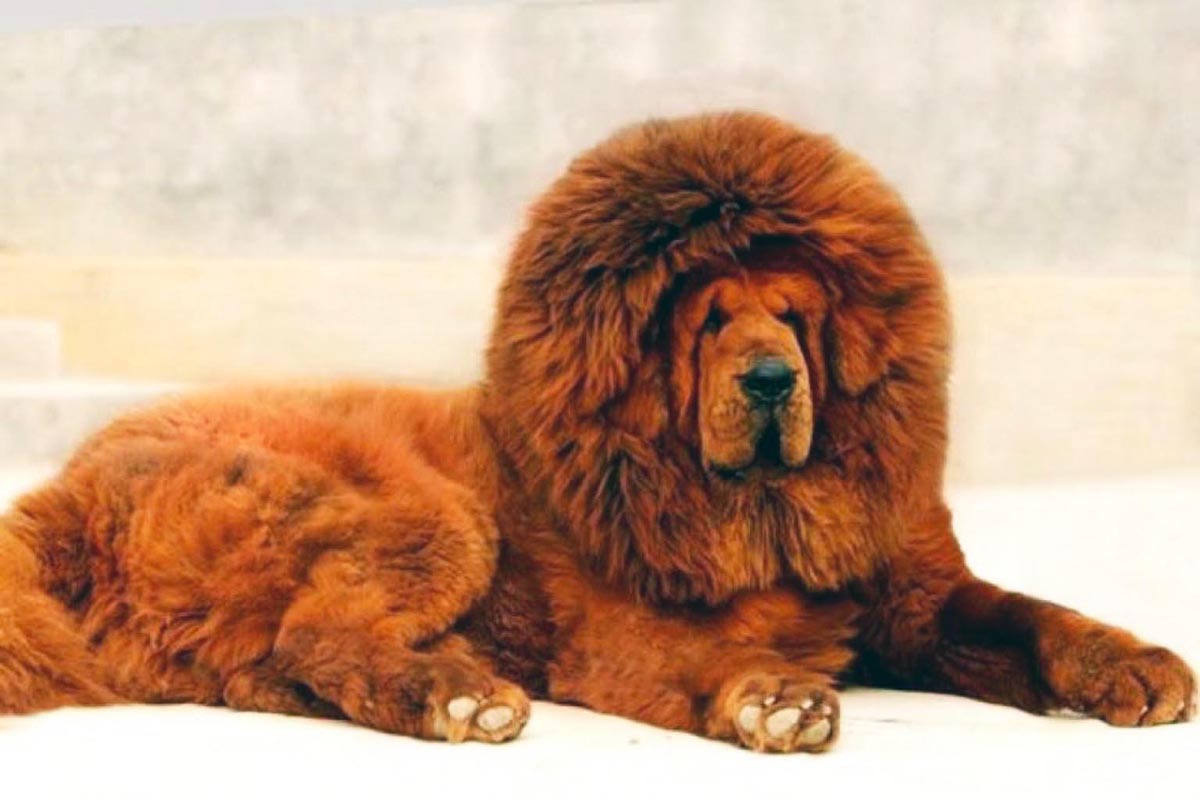 chinese temple dog breed