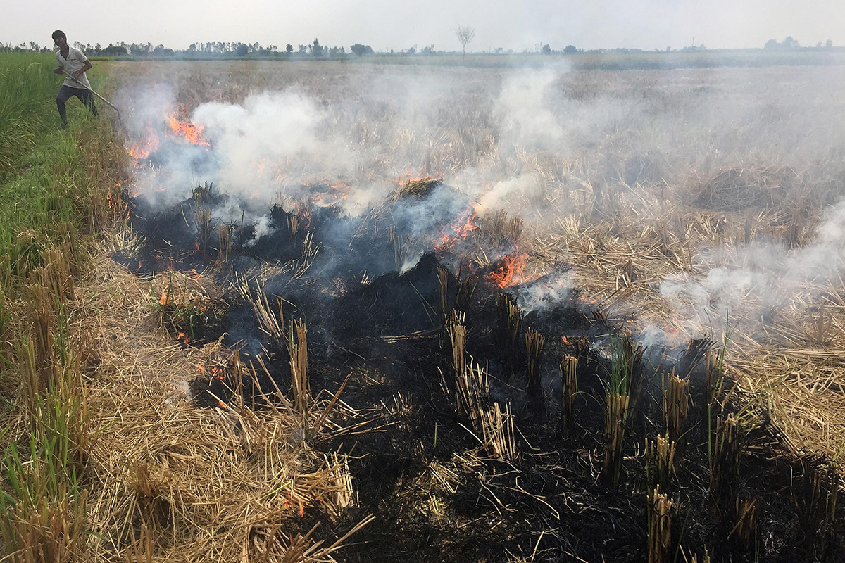 A man burns paddy waste stubble in a field in Karnal district of the northern state of Haryana, India, 30 September 2019.