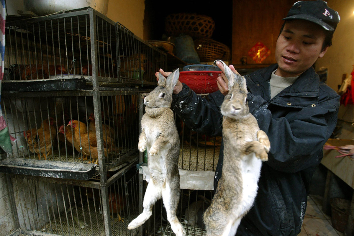 A vender at a wet market in Nanning, China, shows a pair of rabbits to buyers on 28 January 2004.