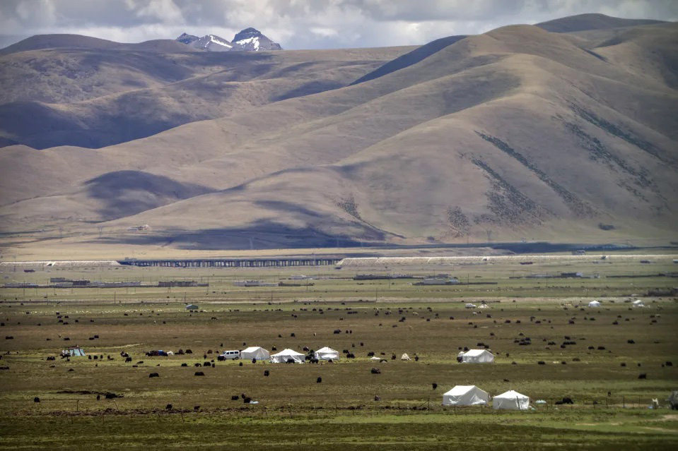 Yaks graze around tents set up for herders to live in the during the summer grazing season on grasslands near Lhasa in western China's Tibet Autonomous Region, as seen during a rare government-led tour of the region for foreign journalists, on 2 June 2021.
